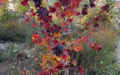 Amerikanischer Amberbaum