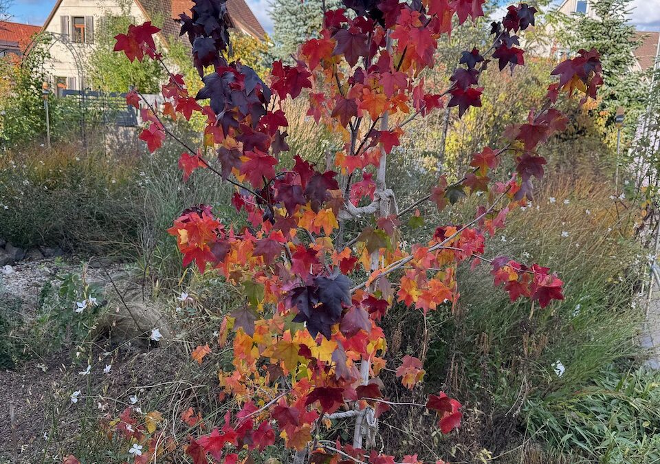 Amerikanischer Amberbaum