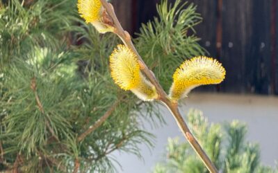 Zeigerpflanzen aus der Reihenfolge