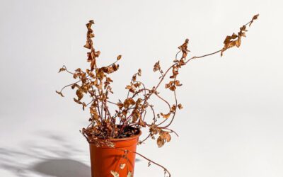 Wenn Gartenpläne kippen
